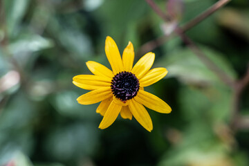 sonnenblume blume pflanze natur