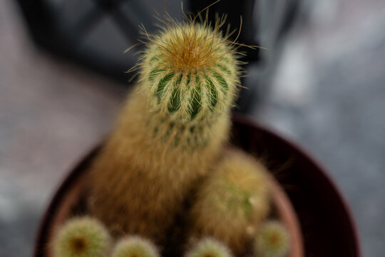 caktus pflanze natur cactuses