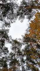 A view from below of tall pine and deciduous trees with yellow autumn leaves forming a natural frame against a bright cloudy sky.
