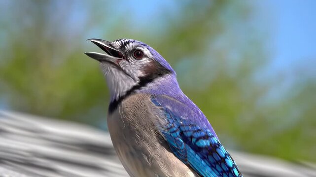 Close-up of a blue jay with an open beak, blurred background of greenery and sky