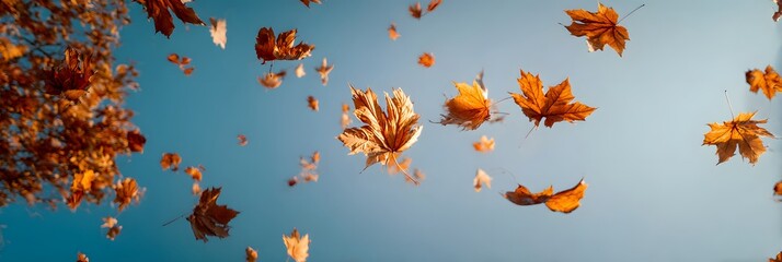 Golden autumn leaves scatter across a clear blue sky in a low angle shot