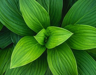 Top-down view of lush, vibrant green leaves in a spiral pattern. Veins create texture, with shadows enhancing depth. A natural and organic display