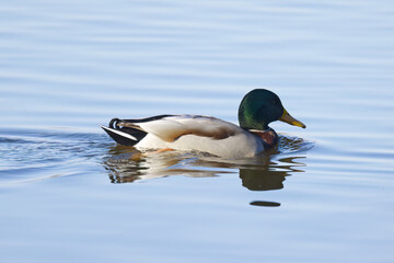 Obraz premium Close-up of a male mallard duck in backlight, mallard seen from the side glistening in the sun, water droplets on green plumage, yellow beak, Anas platyrhynchos, blue shimmering lake