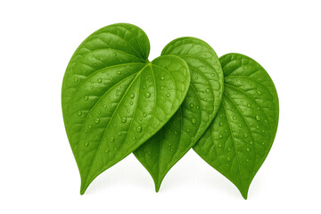 Fototapeta premium Three fresh green foliage with water drops, a healthy heart-shaped plant leaf on transparent background