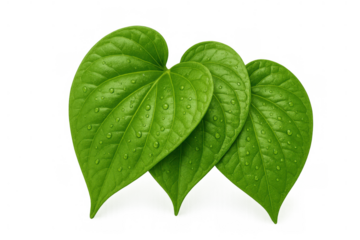 Three fresh green foliage with water drops, a healthy heart-shaped plant leaf on transparent background