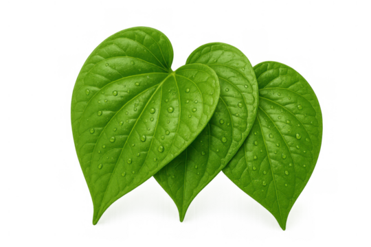 Three fresh green foliage with water drops, a healthy heart-shaped plant leaf on transparent background - Powered by Adobe
