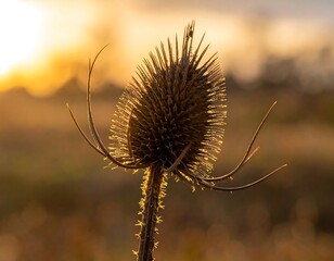 A close-up captures a prickly, dried plant head, backlit by the warm glow of a setting sun, creating a soft, blurred background