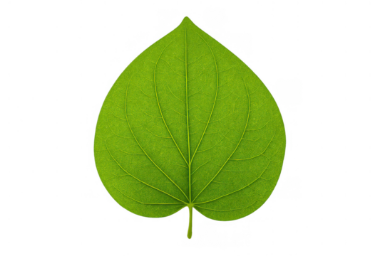 Green heart-shaped plant leaf showing intricate vein structure, fresh foliage on transparent background