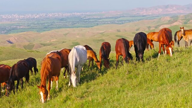 Herd of horses grazing on green grass in hilly countryside with Bishkek city on horizon. Drone view with truck to the right camera movement.