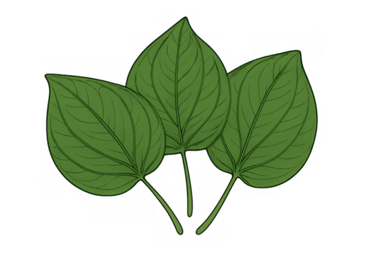 Betel leaves illustrating a green plant, commonly used in traditional asian medicine and culture. Transparent background