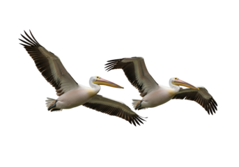 Two magnificent pelicans soar gracefully against a stark black background, showcasing their powerful flight and elegant forms.