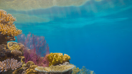 Underwater Coral Reef Scene with Vibrant Colors, Clear Blue Water, and Sunlight Reflections for Marine Life and Ocean Conservation Concepts