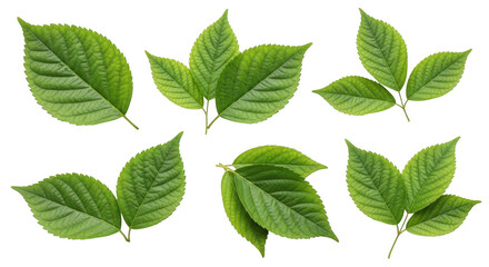 Leaf isolated on transparent background