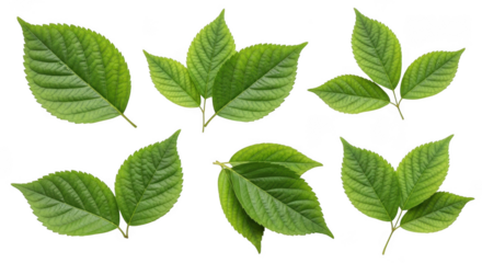 Leaf isolated on transparent background