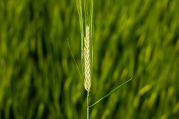 The bright green field features a detailed close-up of a wheat stalk standing tall, showcasing its development under the warm sunlight