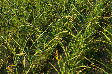 Healthy garlic plants flourish in a green field, basking in the warm afternoon sunlight, showcasing vibrant foliage and rich soil