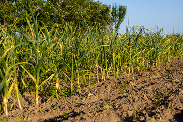 Rows of vibrant green garlic plants thrive in rich soil, basking in sunlight on a warm, clear day