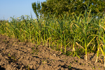Rows of garlic plants stretch across a farm field, basking in sunlight and surrounded by lush greenery
