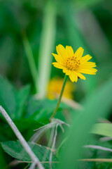 A solitary, bright yellow, daisy-like flower is sharply focused against a deeply blurred background of rich, vibrant green leaves.