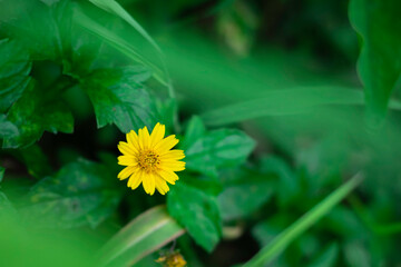 A solitary, bright yellow, daisy-like flower is sharply focused against a deeply blurred background of rich, vibrant green leaves.