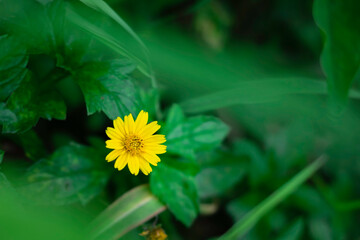 A solitary, bright yellow, daisy-like flower is sharply focused against a deeply blurred background of rich, vibrant green leaves.