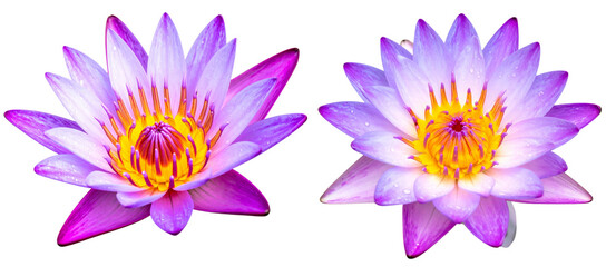 Set of Purple and Pink Lotus Flower with Dew Drops and Soft Glow, Isolated on Transparent Background 