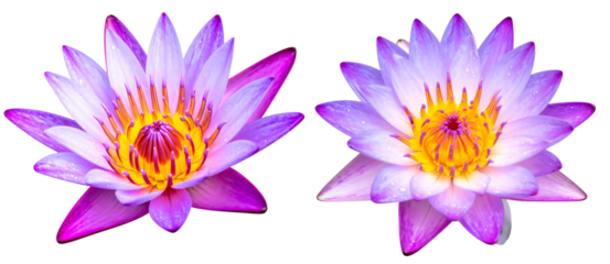 Set of Purple and Pink Lotus Flower with Dew Drops and Soft Glow, Isolated on Transparent Background 
