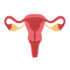 female reproductive system with uterus, ovaries, fallopian tubes, and cervix, perfect for medical, educational, and anatomical designs- vector illustration