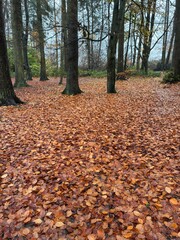 Beech leaves in Autumn