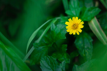 A solitary, bright yellow, daisy-like flower is sharply focused against a deeply blurred background of rich, vibrant green leaves.