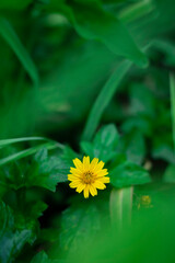 A solitary, bright yellow, daisy-like flower is sharply focused against a deeply blurred background of rich, vibrant green leaves.