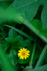 A solitary, bright yellow, daisy-like flower is sharply focused against a deeply blurred background of rich, vibrant green leaves.