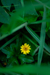 A solitary, bright yellow, daisy-like flower is sharply focused against a deeply blurred background of rich, vibrant green leaves.