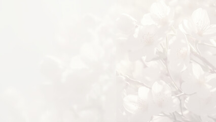 淡い光の中の白い桜の花の背景フレーム