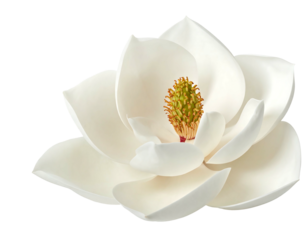 A pristine white blossom with overlapping petals and a yellow-green central structure. Isolated on black, vibrant, delicate