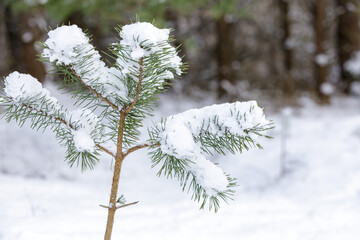 A young, small, snowy pine tree in the winter forest.