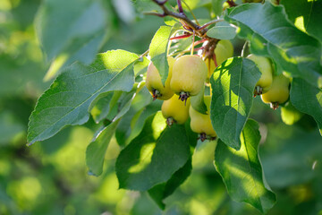 A bunch of wild mini apples on a branch surrounded by green leaves. The mini apples are pear-shaped.