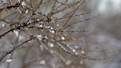 Close-up of a brown branch of a dense bush, covered in snow and water droplets.