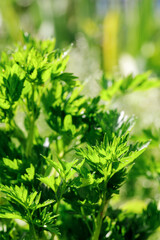 Fresh parsley in nature culinary herb aromatic ingredient cooking garnish food photography close up healthy diet