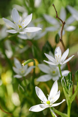 Fototapeta premium Delicate white ornithogalum blooms on a variegated green background, sunlight, vertical photo