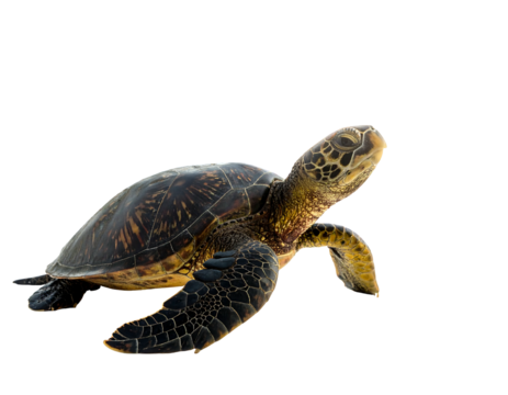 A sea turtle, with a mottled shell, is isolated against a black background. Its flippers suggest motion. The creature's head is angled upwards