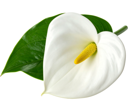 A pristine white flower, with a yellow spadix, rests beside a lush green leaf. Isolated on a black background