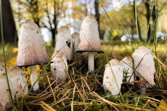 Close-up of shaggy ink cap mushrooms (Coprinus comatus) growing on green grass with autumn leaves. Concept for nature, fungi diversity, foraging, and wild edible plants
