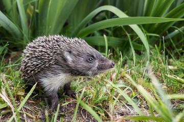 Naklejka premium A cute crouching hedgehog peeks through the tall grass in the nursery