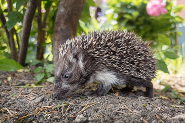 A little hedgehog walks, sniffs, and looks for food under a rose bush