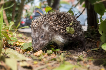 Young hedgehog (Erinaceus europaeus) in autumn looking for food. © Linas T