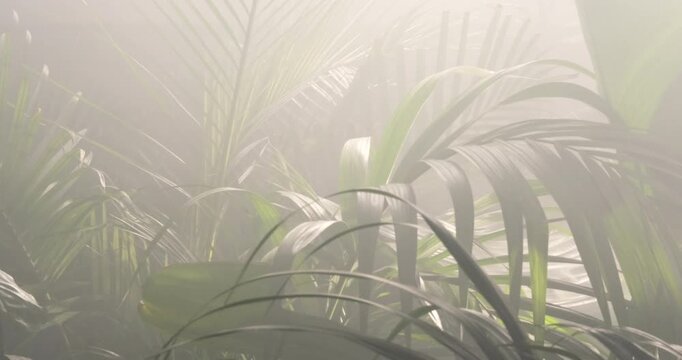 Pan view of jungle ficus and palm leaves with soft diffused fog