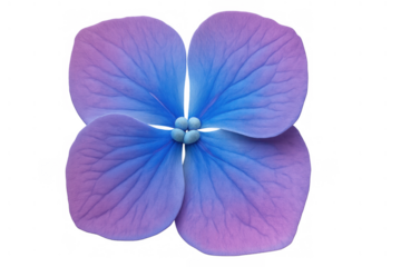 Hydrangea flower presenting vibrant blue and purple petals, displaying natural beauty on transparent background
