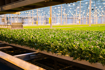 Hydroponic spinach seedlings farming in modern greenhouse. Spinach plants growing in trays under...