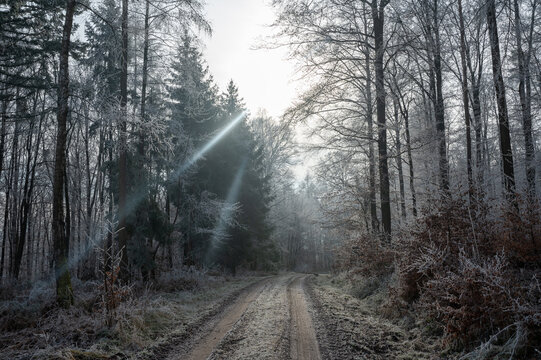 Lonely field path in the forest with hoarfrost on the trees on a cold winter day